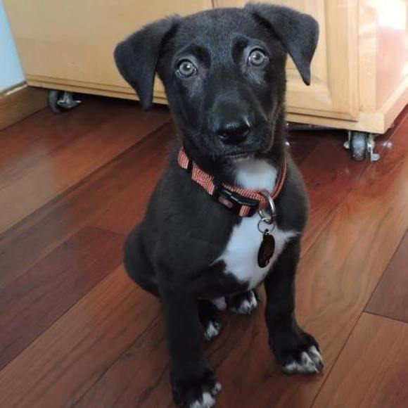 Meet your Posher, Lisa - Picture 1 of 1